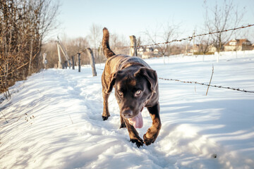 A dog walking in the snow a Labrador