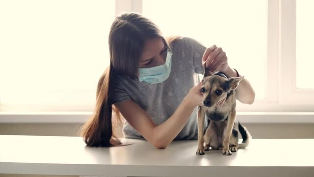 Veterinary examination of the dog in the pet clinic, the veterinarian doctor checks the puppy, looks at the ears