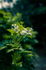 White flowers in the garden