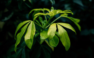 green leaves in the garden