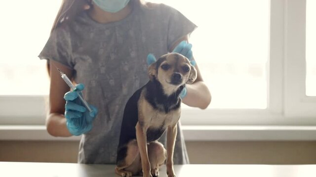 Vaccination of a dog in a pet clinic, a veterinarian doctor is going to give an injection with a syringe, the puppy is afraid