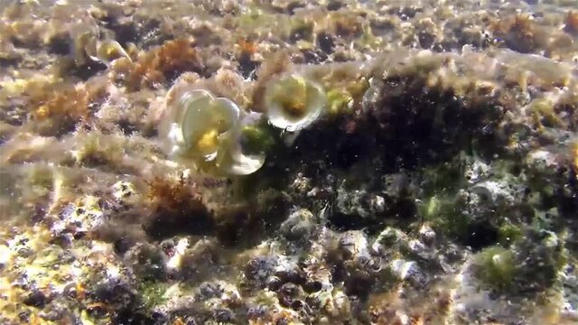 Underwater footage of algae on the rock during a storm surge.