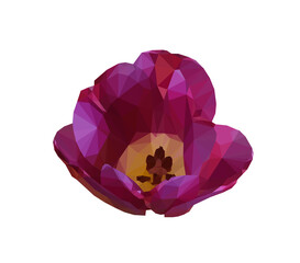 Vector violet tulip flower isolated on white background. Bright sunny summer detailed and accurate design in  triangular low poly style. Floral design element.	