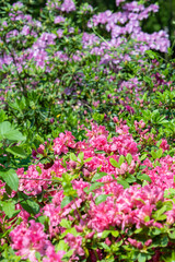 Spring scenery of Huangpi Mulan Yunwu Mountain in Wuhan, Hubei