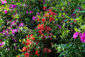 Spring scenery of Huangpi Mulan Yunwu Mountain in Wuhan, Hubei