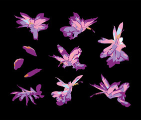 Vector set of Schlumberger  dark pink  and violet flowers isolated on black background. Bright sunny spring or summer detailed and accurate design in low poly style. Floral design element.	
