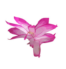 Vector single Schlumberger pink flower isolated on white background. Bright sunny spring or summer detailed and accurate design in low poly style. Floral design element.	
