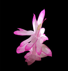 Vector single Schlumberger pink flower isolated on black background. Bright sunny spring or summer detailed and accurate design in low poly style. Floral design element.	
