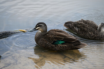 A Pacific black duck sitting in shallow water, exposing the green feathers under its wings, while another duck swims behind it