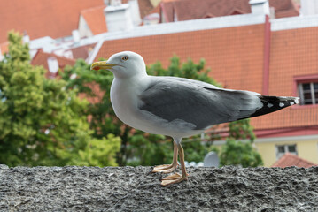 Tallinn seagull standing on stone balustrade