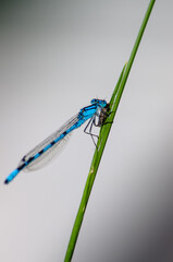 Macro of a blue feather dragonfly on a halm of grass in front of neutral background