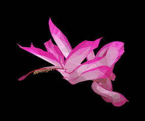 Vector single Schlumberger pink flower isolated on black background. Bright sunny spring or summer detailed and accurate design in low poly style. Floral design element.	
