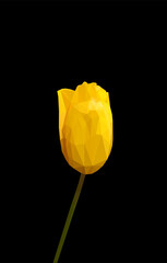 Vector yellow tulip flower isolated on black background. Bright sunny summer detailed and accurate design in  triangular low poly style. Floral design element.	