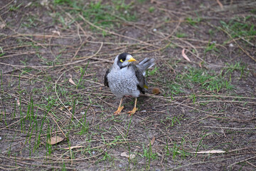 A noisy miner standing in a sparsely grassed area with its head turned