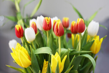 blooming tulips in multipule colors in the vase
