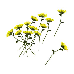 Yellow-green chrysanthemums with green leaves on a white background. Garden autumn flowers. Vector illustration for magazines, prints, posters, brooches, covers, badges, notebooks. Isolate on a white 
