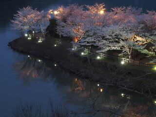 浮かび上がる幻想的な夜桜　恵那峡桜ライトアップ