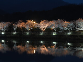 浮かび上がる幻想的な夜桜　恵那峡桜ライトアップ