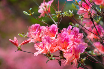 Spring scenery of Huangpi Mulan Yunwu Mountain in Wuhan, Hubei