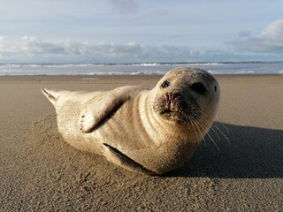 Fototapeta na wymiar Baby seal enjoying the summer