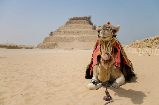 Camel in front of historic step pyramid Egypt