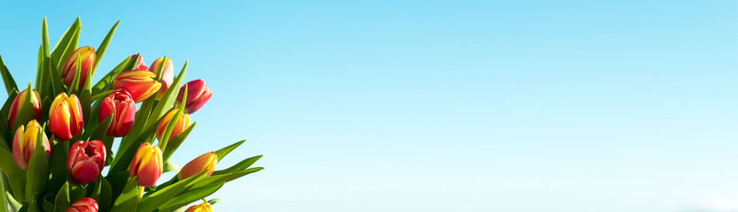 Fototapeta premium spring flowers. A bouquet of pink and yellow tulips on a blue sky background. Congratulation on international womens day, March 8, birthday, mother's day. Copy space. Mock up. Soft focus. banner.