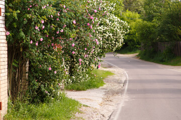 Blooming bushes of roses and jasmine flowers. Spring season at countryside. Old blooming park. Spring in a park