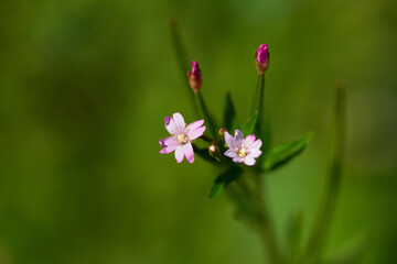 Dunkelgrünes Weidenröschen ( Epilobium obscurum )