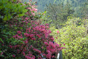 Spring scenery of Huangpi Mulan Yunwu Mountain in Wuhan, Hubei