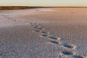 Huge elephant foot steps in dried out desert lake