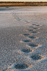 Huge elephant foot steps in dried out desert lake