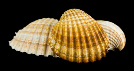 Seashells isolated on black background close up.