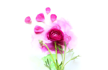 Creative image of beautiful purple Buttercup flower on artistic ink background. Top view with copy space