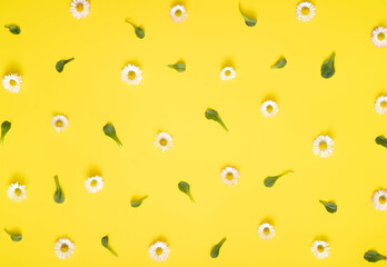 White daisies and green leaves on yellow background. Spring flower as flat lay pattern composition