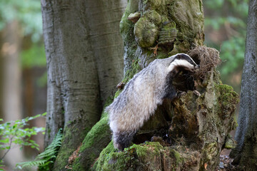 Badger in forest. Wild animal. Hunter. © Ondrej