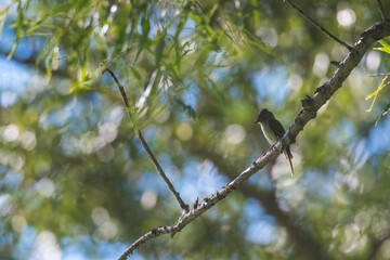 Least Flycatcher perched on tree branch