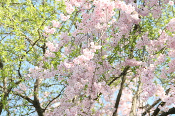 pink cherry blossom