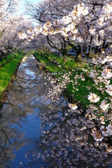 小江戸川越の桜の咲く春　新河岸川の風景