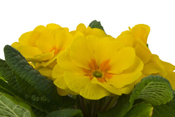 Yellow flowers primrose isolated on white background close-up.