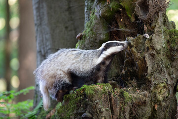 Badger in forest. Wild animal. Hunter. © Ondrej