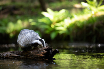 Badger in forest. Wild animal. Hunter. © Ondrej