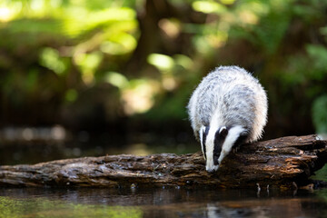 Badger in forest. Wild animal. Hunter.