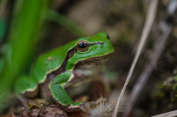 Macro of a frog hiding in the grass