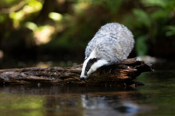 Badger in forest. Wild animal. Hunter.