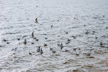 A flock of beautiful white and gray gulls are resting while sitting on the wavy sea.