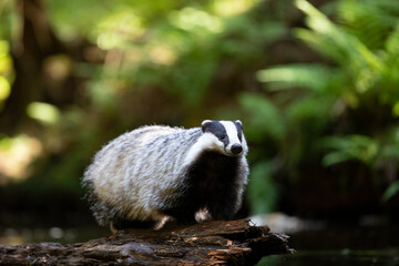 Badger in forest. Wild animal. Hunter. © Ondrej