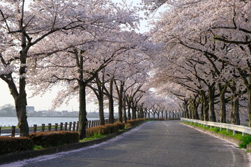 小江戸川越の桜の咲くころ　伊佐沼の桜並木　朝の風景