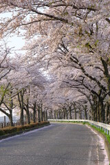 小江戸川越の桜の咲くころ　伊佐沼の桜並木　朝の風景