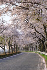 Obraz premium 小江戸川越の桜の咲くころ 伊佐沼の桜並木 朝の風景