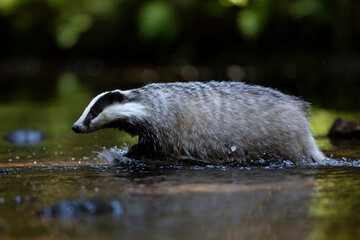 Badger in forest. Wild animal. Hunter.